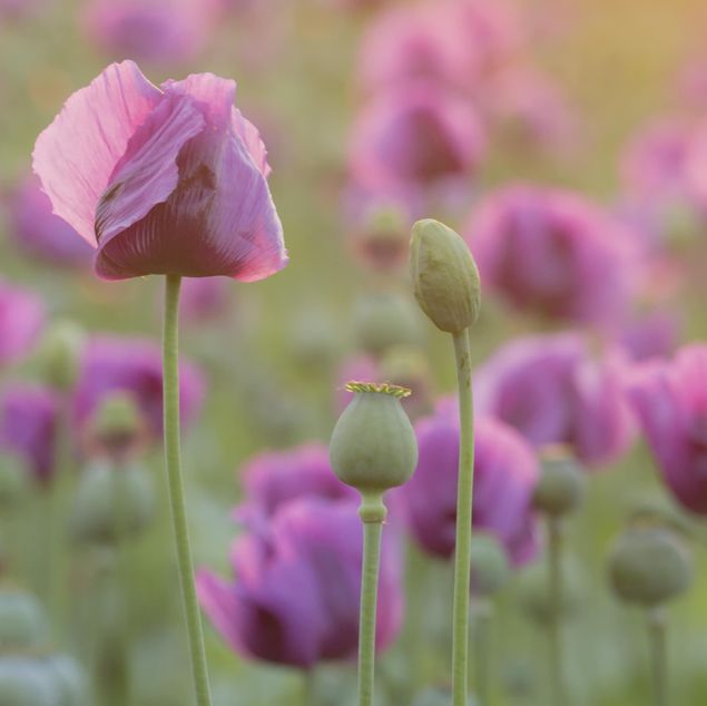 Klebefolien Violette Schlafmohn Blumenwiese im Frühling
