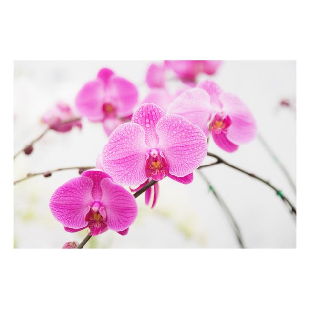 Wanddeko Küche Nahaufnahme Orchidee