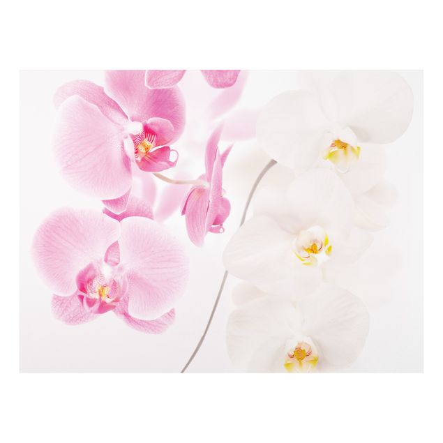 Wanddeko Küche Delicate Orchids