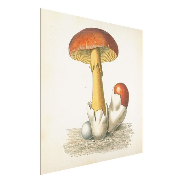 Wandbilder Französische Pilze