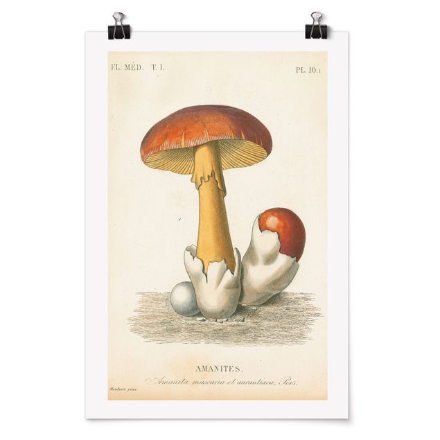 Wandbilder Vintage Französische Pilze