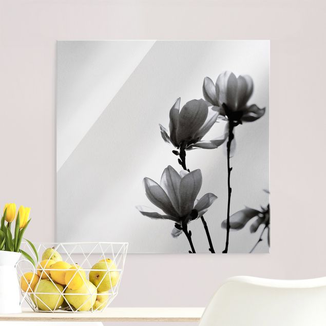 Blumen Glasbilder Frühlingsbote Magnolie Schwarz Weiß