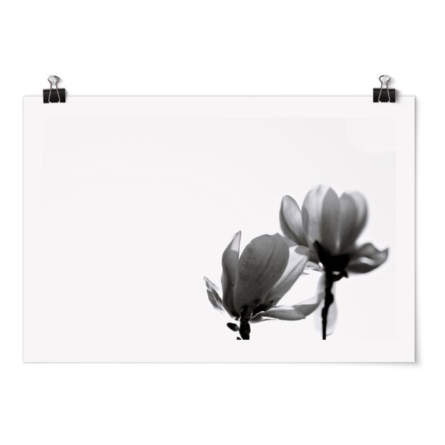 Wandbilder Floral Frühlingsbote Magnolie Schwarz Weiß