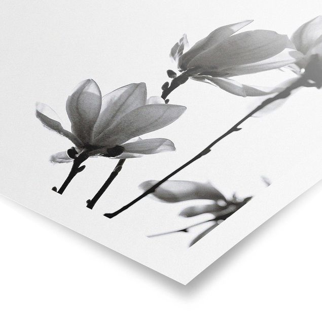 Wandbilder Schwarz-Weiß Frühlingsbote Magnolie Schwarz Weiß