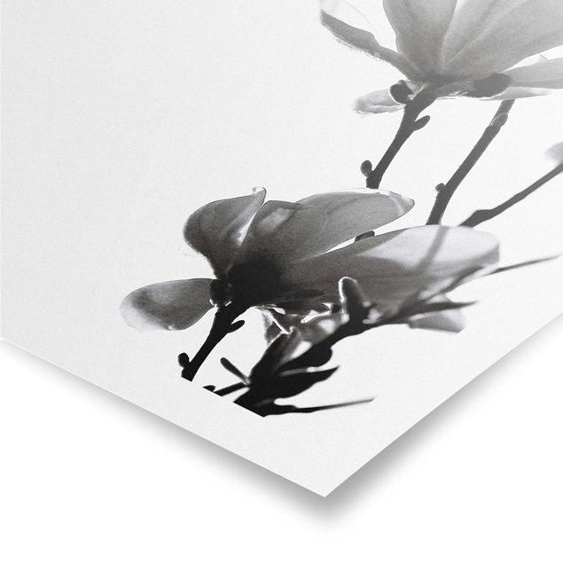 Wandbilder Schwarz-Weiß Frühlingsbote Magnolie Schwarz Weiß