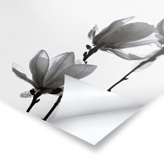 Wandbilder Frühlingsbote Magnolie Schwarz Weiß