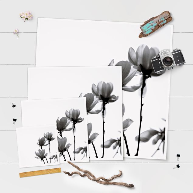 Poster bestellen Frühlingsbote Magnolie Schwarz Weiß