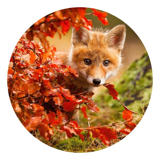 Tapete Pflanzen Fuchs im Herbst