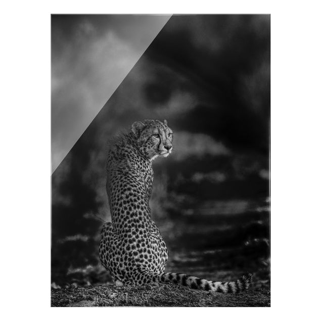 Wandbilder Schwarz-Weiß Gepard in der Wildness