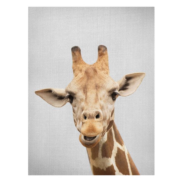 Leinwandbilder Tiere Giraffe Gundel
