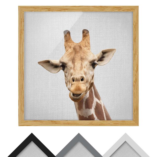 Wandbilder Schwarz-Weiß Giraffe Gundel