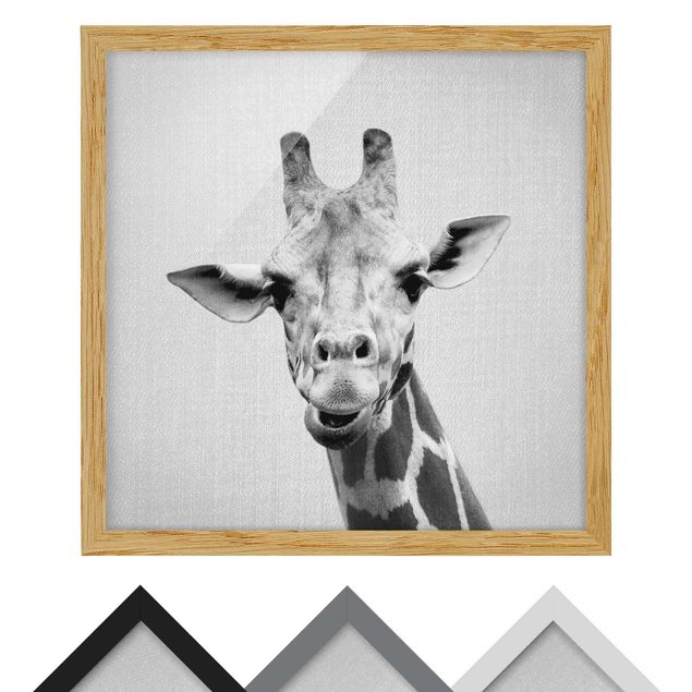 Wandbilder Schwarz-Weiß Giraffe Gundel Schwarz Weiß