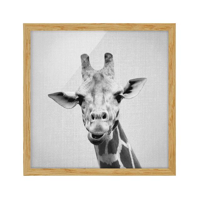 Tierbilder mit Rahmen Giraffe Gundel Schwarz Weiß