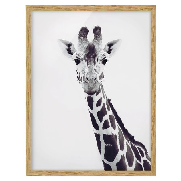 Gerahmte Bilder Tiere Giraffen Portrait in Schwarz-weiß