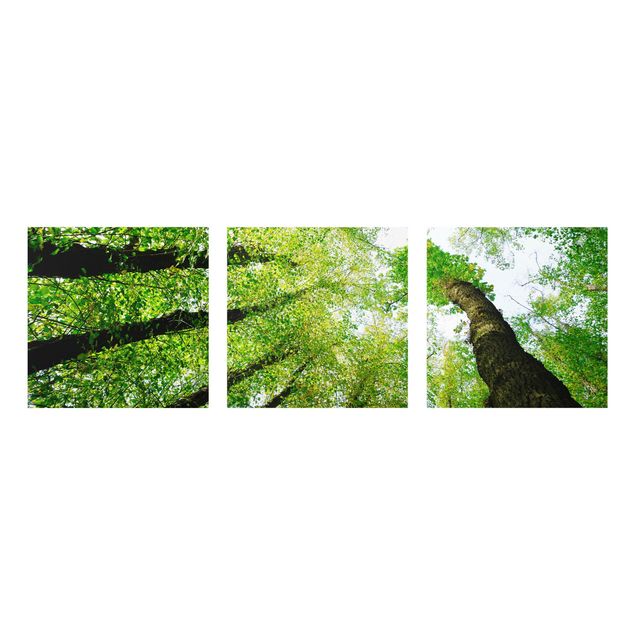 Glasbilder Natur Bäume des Lebens