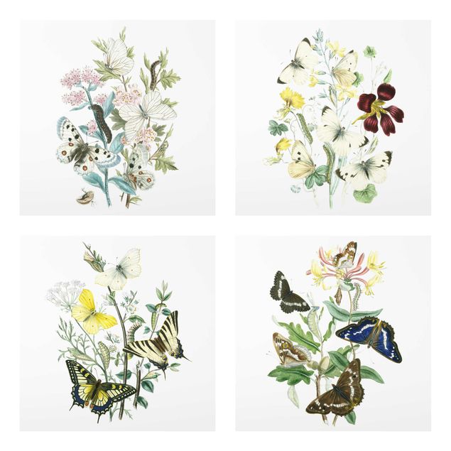 Wandbilder Floral Britische Schmetterlinge Set II
