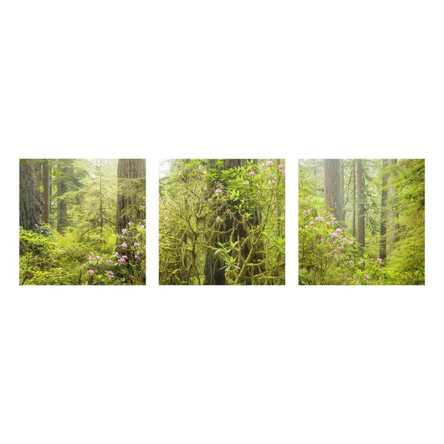 Glasbilder Natur Del Norte Coast Redwoods State Park Kalifornien