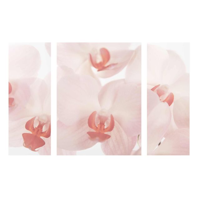 Blumen Glasbilder Helle Orchidee - Svelte Orchids
