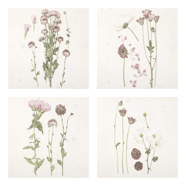 Wandbilder Blumen Herbarium in rosa Set I