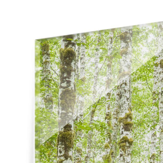 Wandbilder Modern Hoh Rainforest Olympic National Park