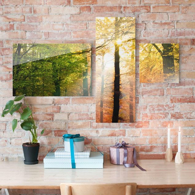 Wandbilder Bäume Morning Light