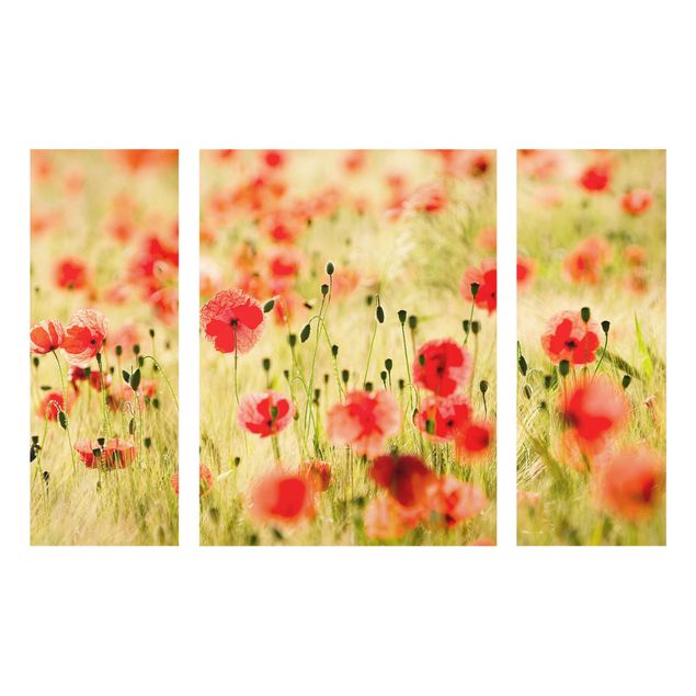 Glasbilder Dünen Summer Poppies