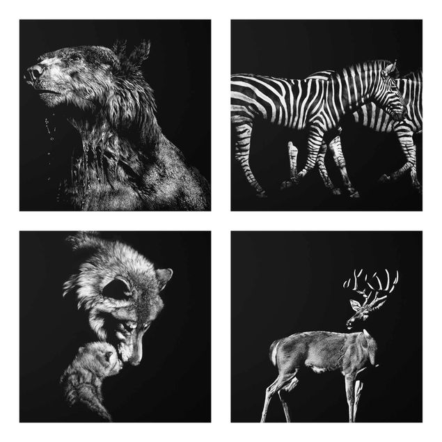 Wandbilder Zebras Wildtiere vor Schwarz Set I
