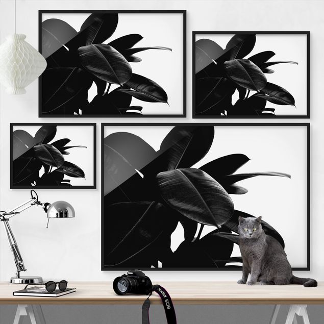 Wandbilder Schwarz-Weiß Gummibaum Blätter Schwarz Weiß