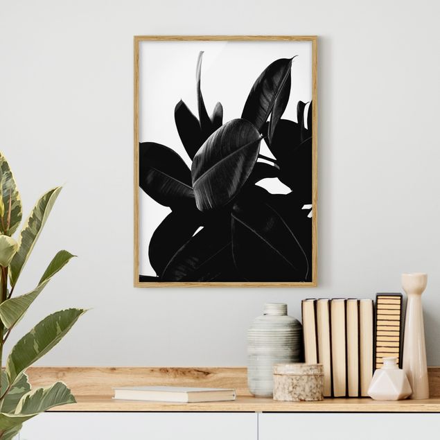schwarz-weiß Bilder gerahmt Gummibaum Blätter Schwarz Weiß