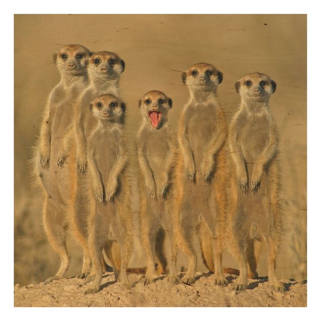 Bilder Meerkat Family
