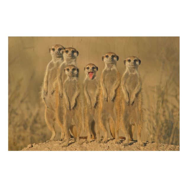 schöne Bilder Meerkat Family
