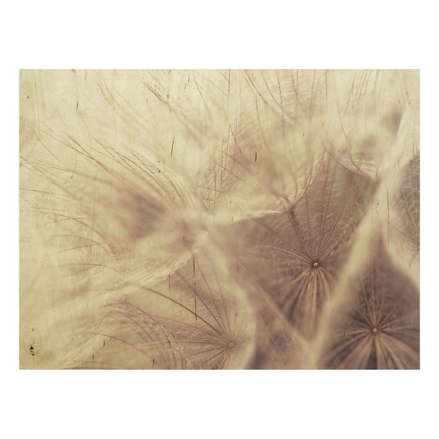 Holzbild Blumen Detailreiche Pusteblumen Makroaufnahme mit Vintage Blur Effekt