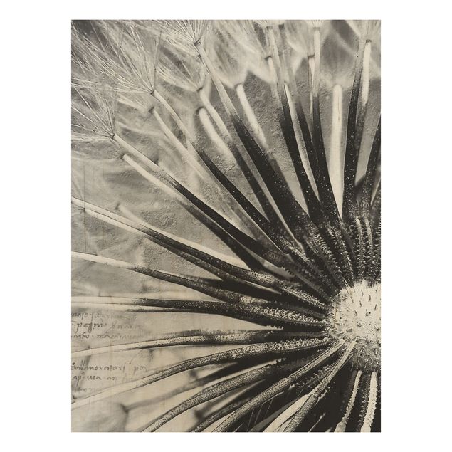 Holzbilder Blumen Pusteblume Schwarz & Weiß