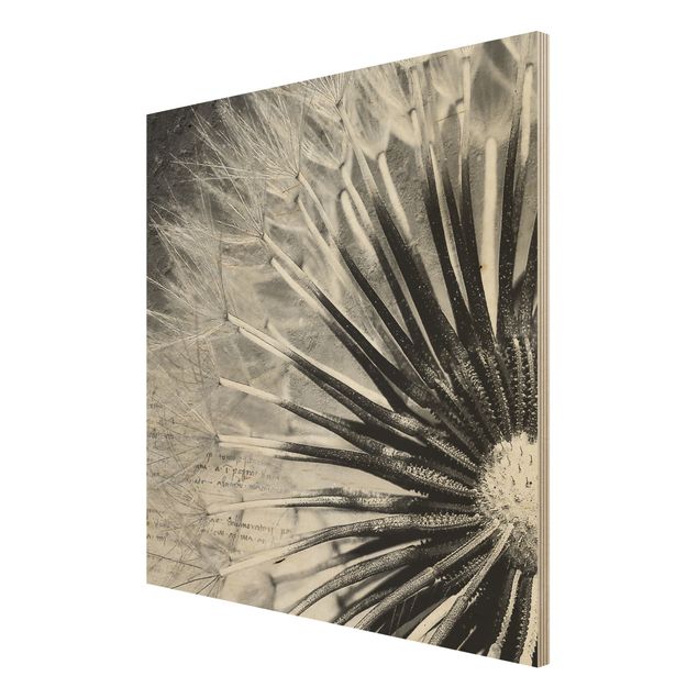 Holzbilder Vintage Pusteblume Schwarz & Weiß