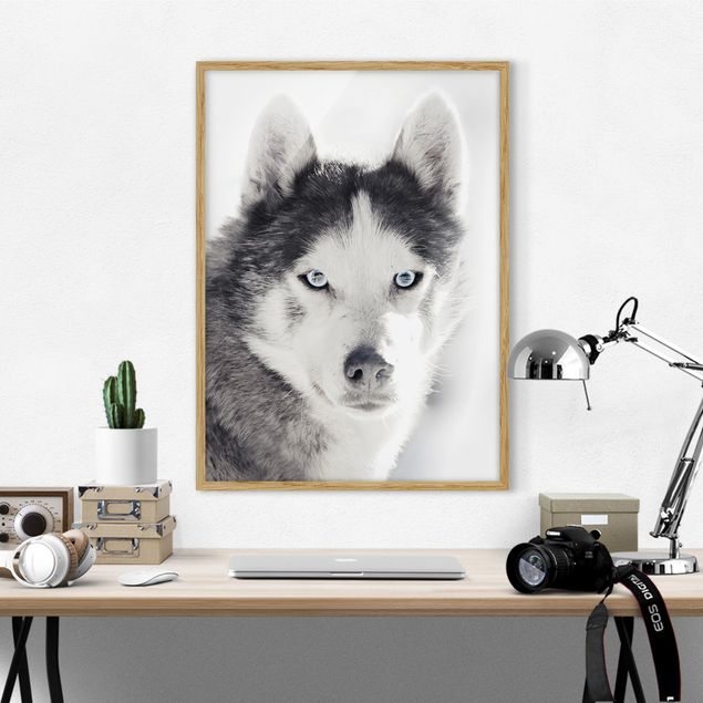 Wandbilder Hunde Husky Portrait