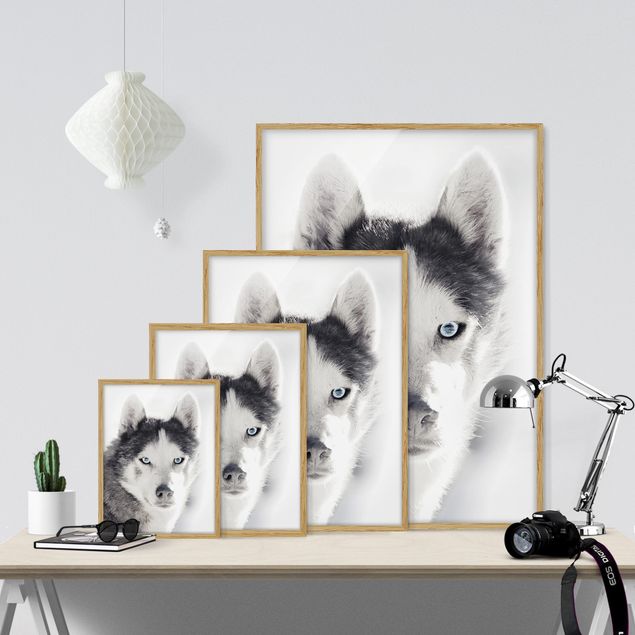 Wandbilder Tiere Husky Portrait
