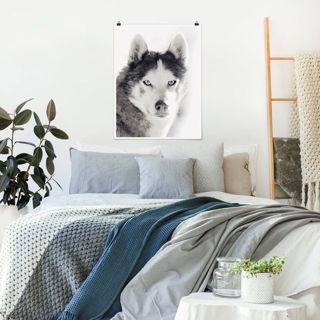 Tiere Poster Husky Portrait