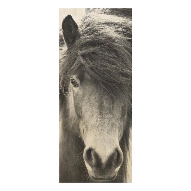 Monika Strigel Bilder Island Pferd in Schwarz-weiß