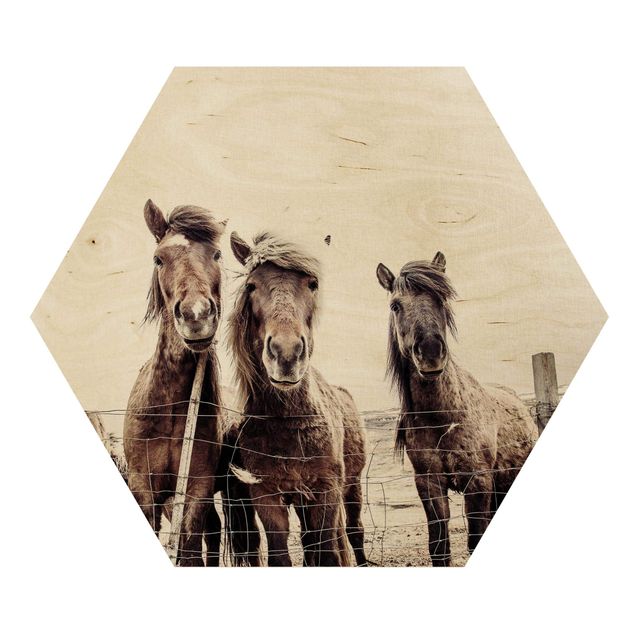 Wandbilder Braun Island Pferde