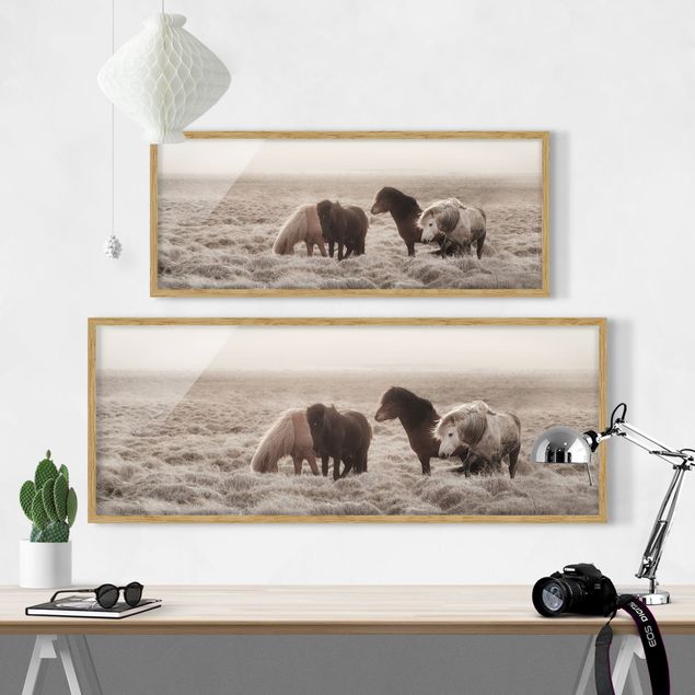 Wandbilder Tiere Island Wildpferde