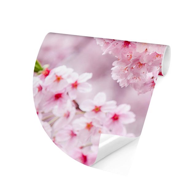 Fototapete rosa Japanische Kirschblüten