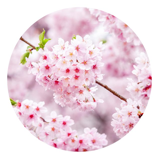 Fototapete Japanische Kirschblüten