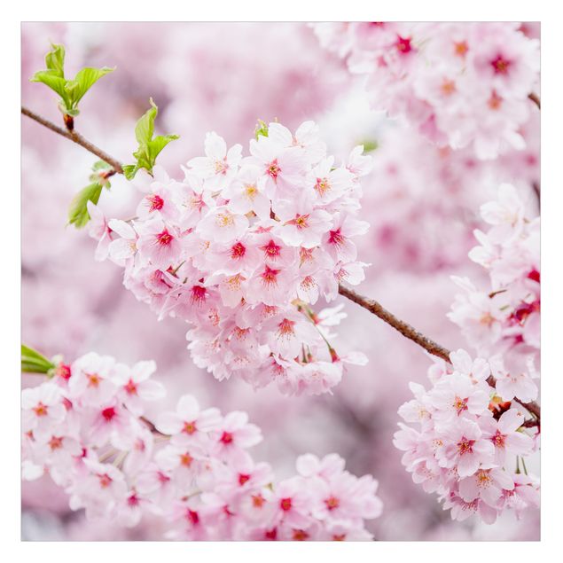 Fensterfolie - Sichtschutz - Japanische Kirschblüten - Fensterbilder