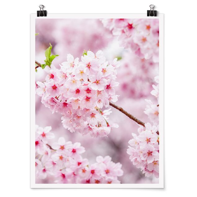 Poster mit Blumen Japanische Kirschblüten
