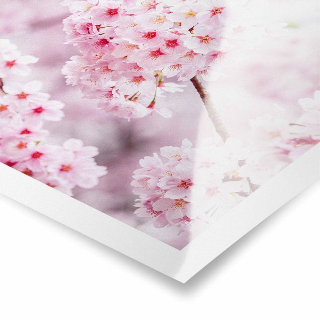 Wandbilder Rosa Japanische Kirschblüten