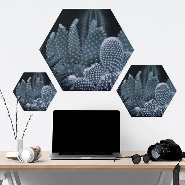 Hexagon Bilder Kakteenfamilie bei Nacht