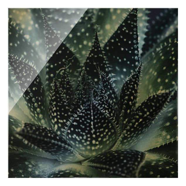 Wandbilder Schwarz Kaktus mit Sternpunkten bei Nacht
