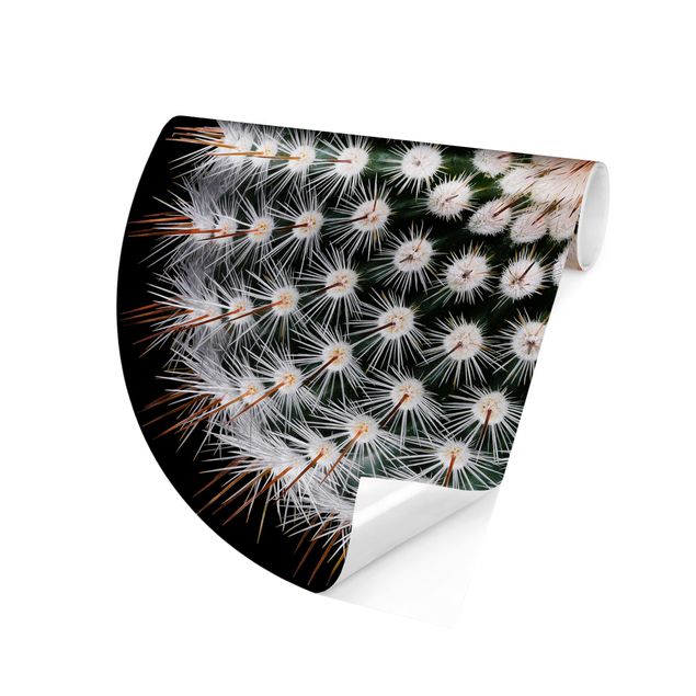 moderne Fototapete Kaktusblüte