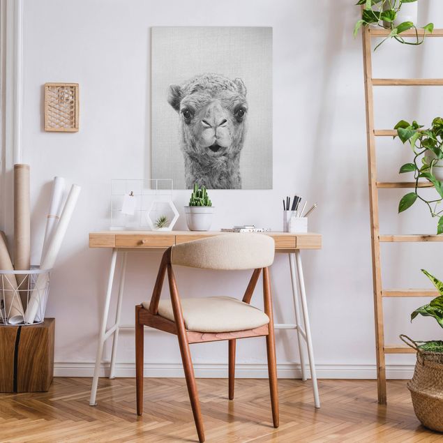 Leinwandbilder Tiere Kamel Konrad Schwarz Weiß