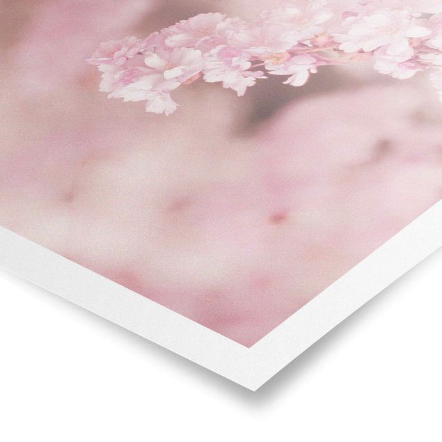 Wandbilder Braun Kirschblüte im Violetten Licht
